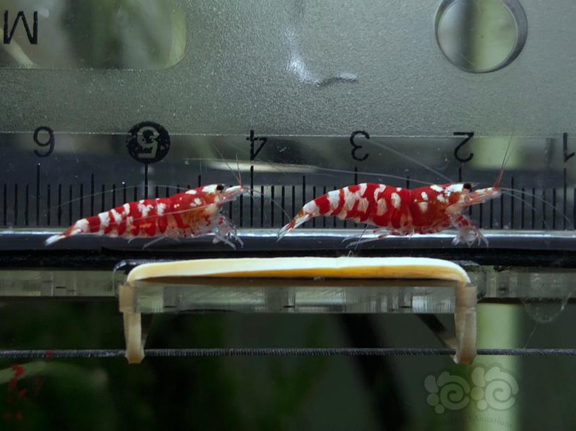 【虾】2019-9-02号#RMB拍卖太极红花虎一对（1）-图1