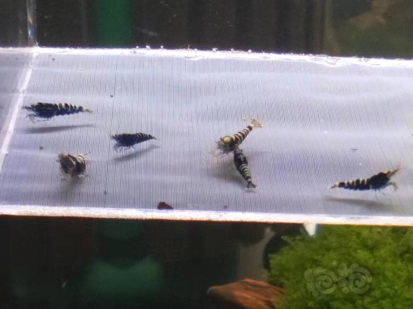 【虾】2019-09-29#RMB黑银河水晶虾一份6只送一只-图2