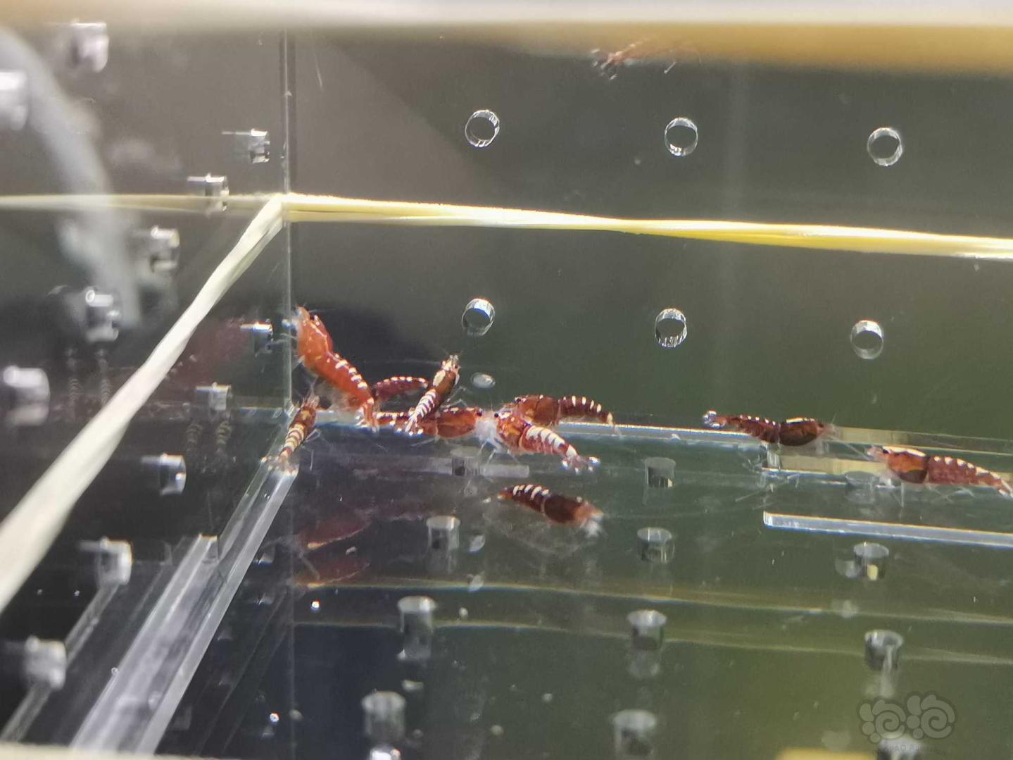 【虾】2019-09-04#RMB拍卖#红银河苗一份20只（二）-图2