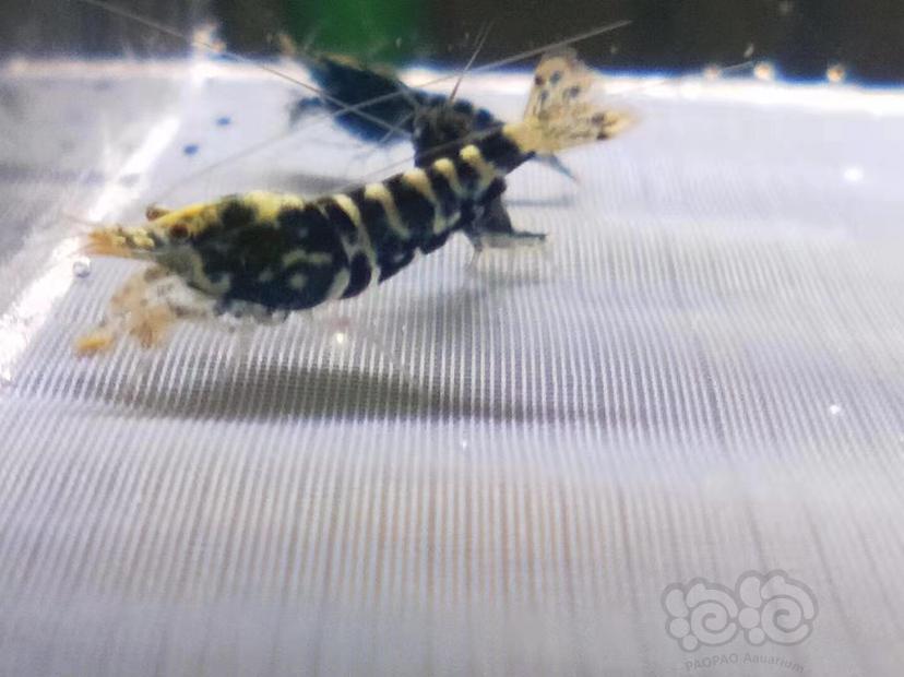 【虾】2019-09-29#RMB黑银河水晶虾一份6只送一只-图1