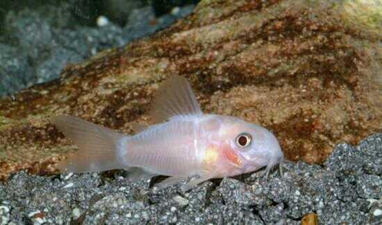 鼠鱼 鼠鱼的种类及分类 泡泡水族
