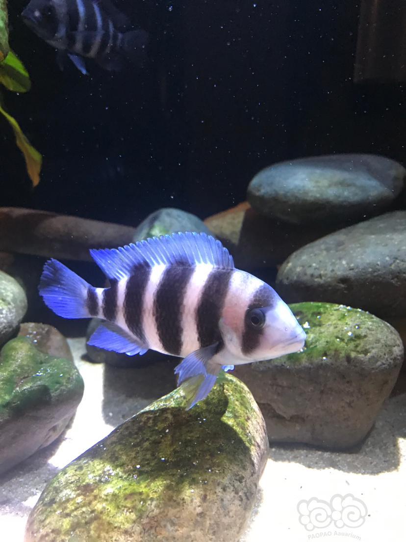 三湖慈鲷小布一点点长大