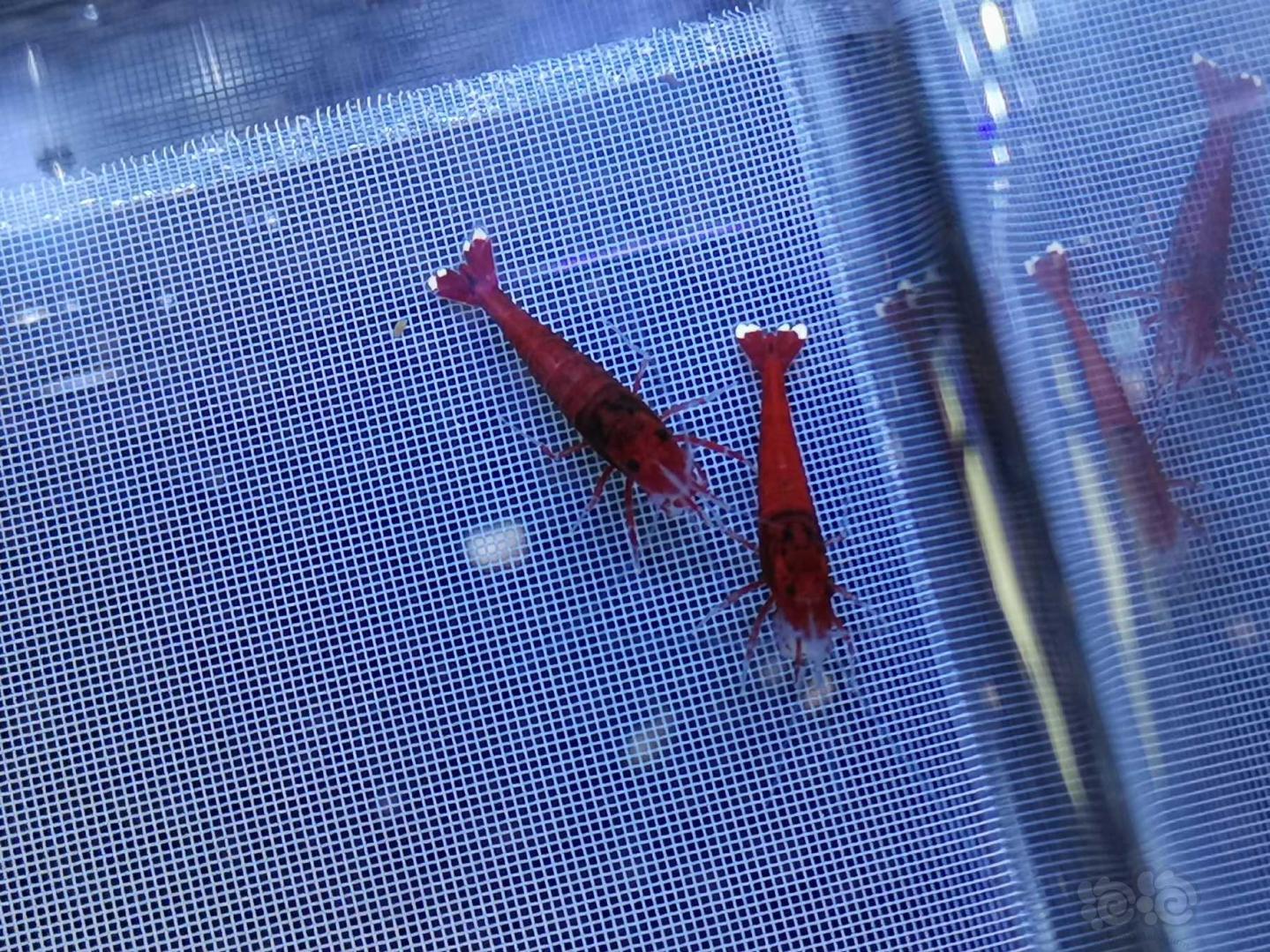 【虾】2019-9-29#RMB拍卖全红红钻水晶虾一份10只-图8