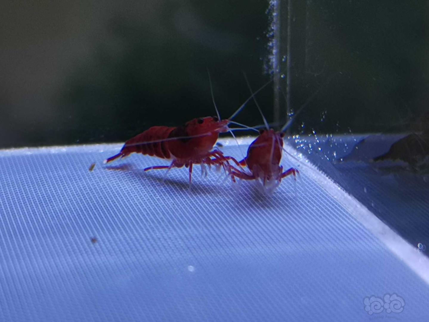 【虾】2019-9-29#RMB拍卖全红红钻水晶虾一份10只-图10