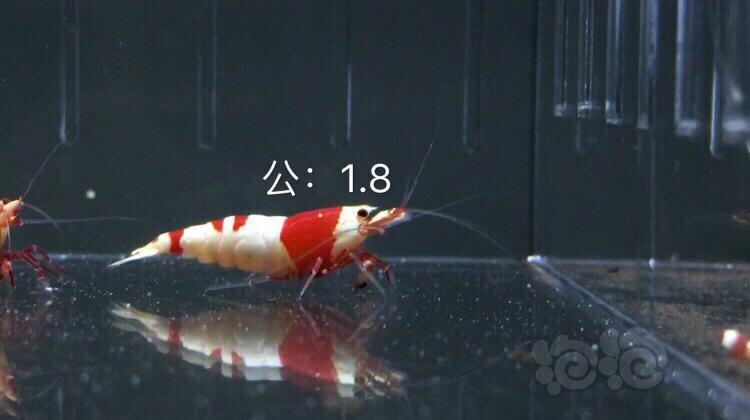 【虾】2019-09-11#RMB拍卖红白水晶虾六只2公4母-图3