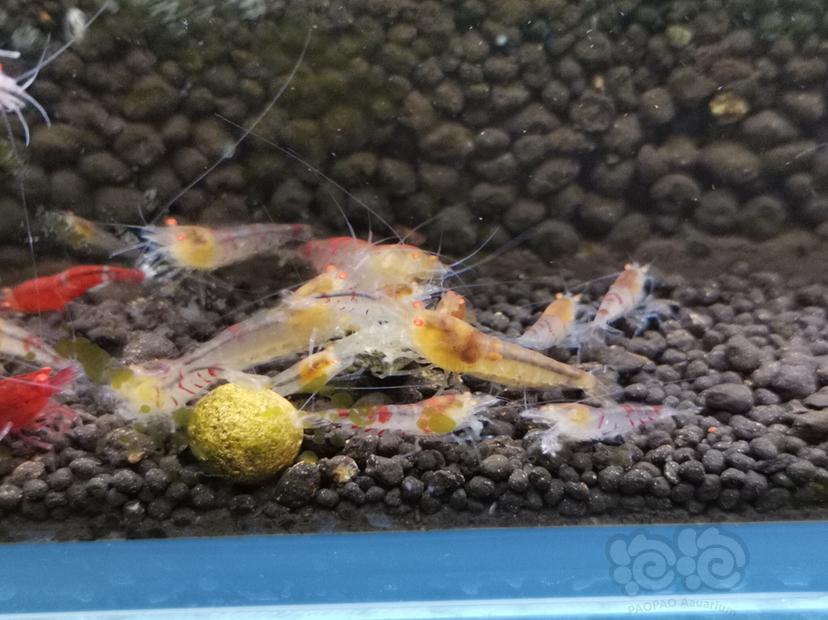 【虾】2019-09-12#RMB拍卖#金眼红虎纹水晶虾6只-图8