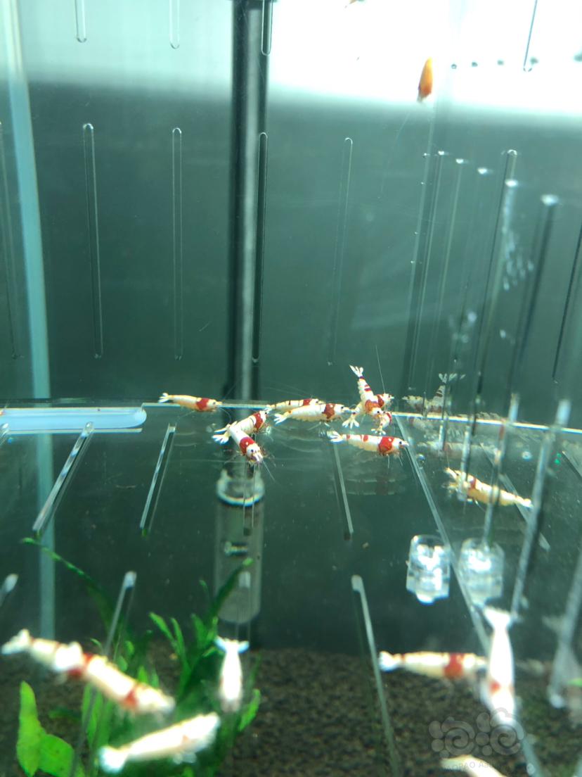 【虾】2019-09-19#RMB拍卖#红白水晶虾一份45只-图2