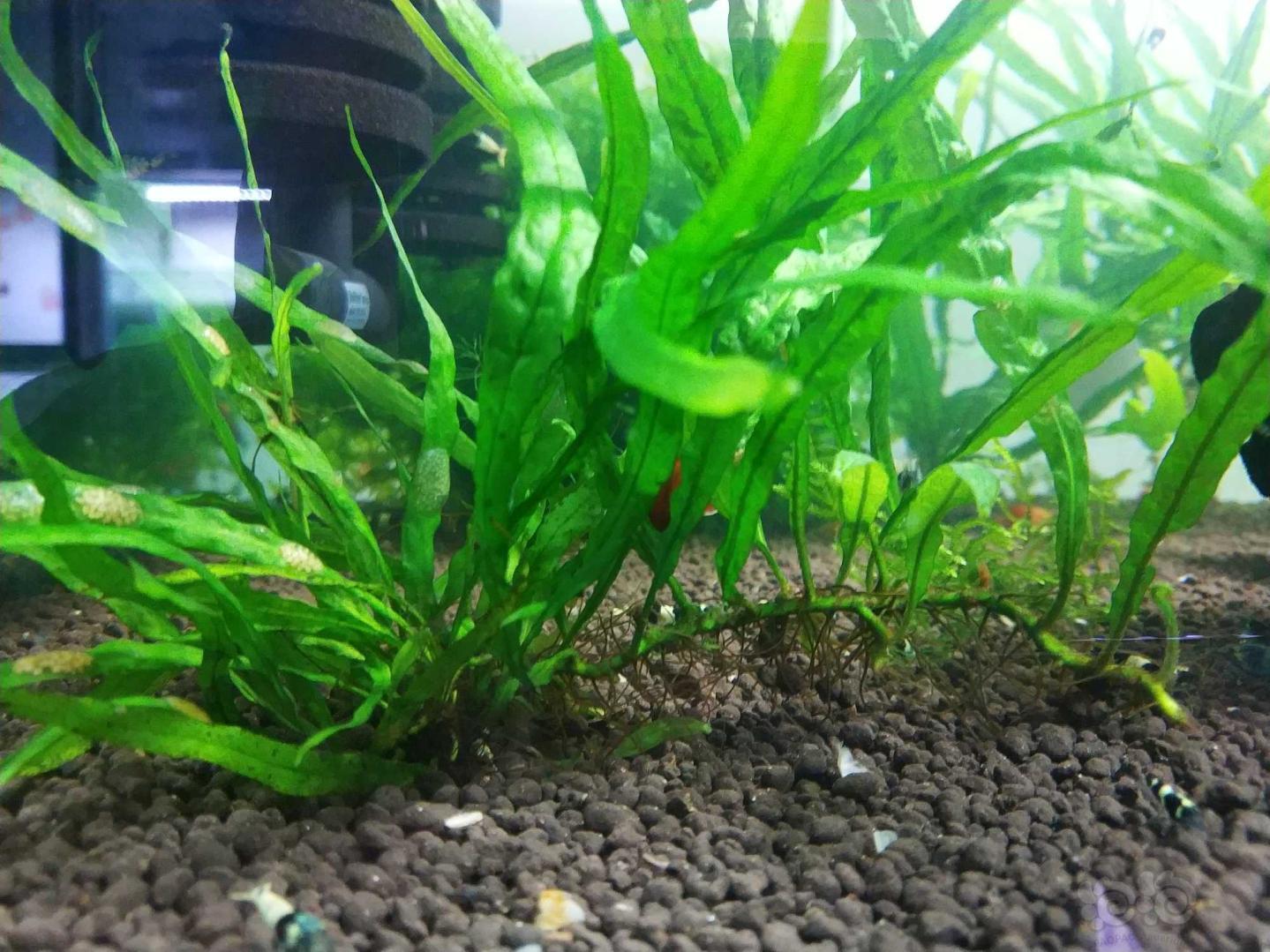 出售虾缸养的水草-图4