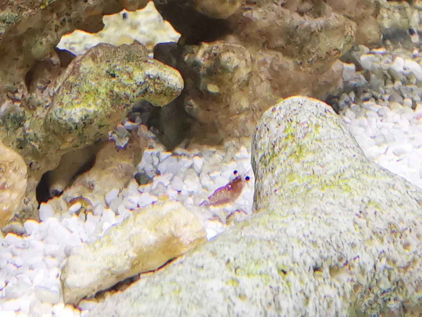 我的👉黑壳虾-图9