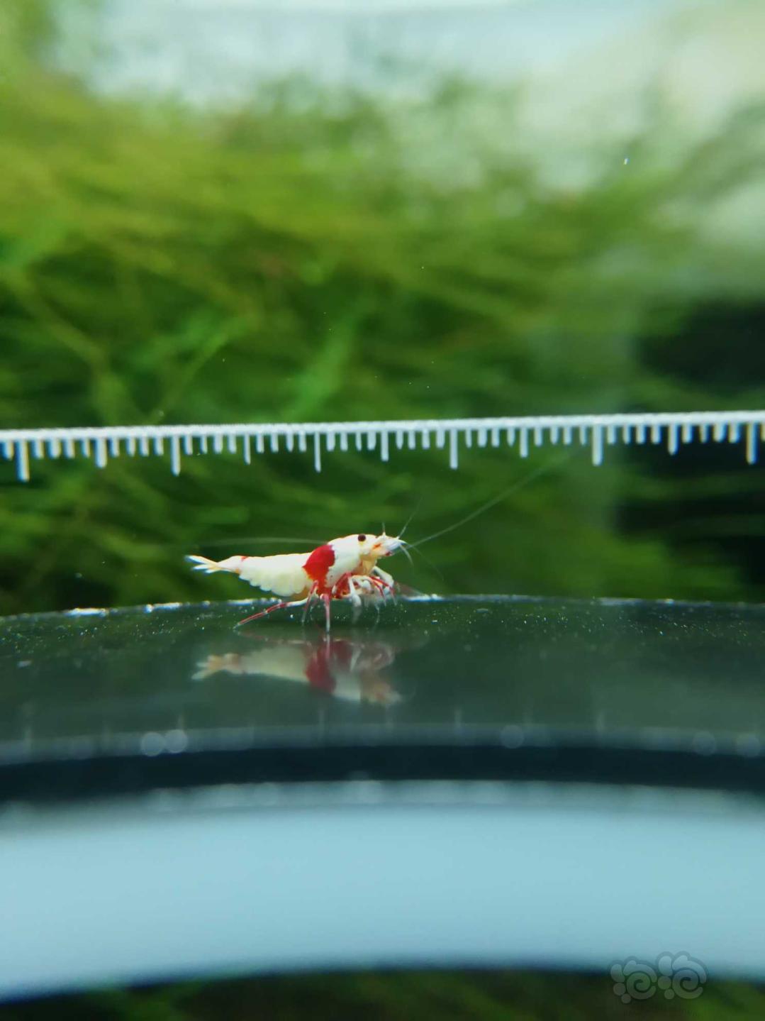 【虾】2019-09-15#RMB拍卖红白水晶虾2公2母一份4只-图4