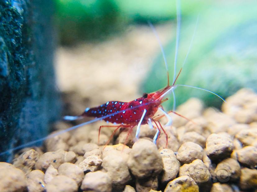 苏拉威西苏虾白袜