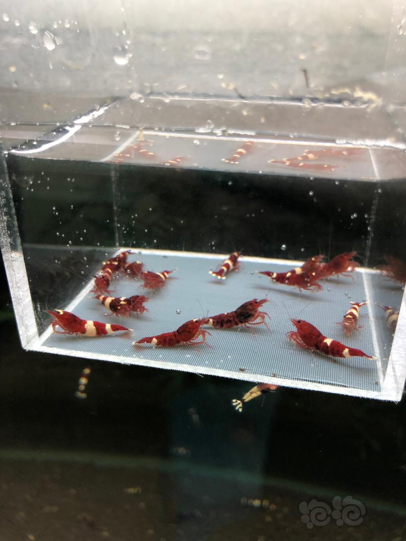 【虾】2019-09-04#RMB拍卖深酒红水晶虾一份15只-图2