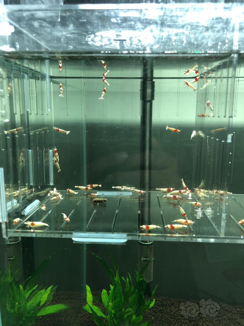 【虾】2019-09-19#RMB拍卖#红白水晶虾一份45只-图3