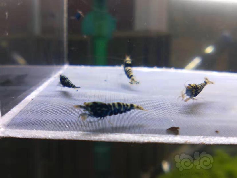【虾】2019-09-29#RMB黑银河水晶虾一份6只送一只-图3