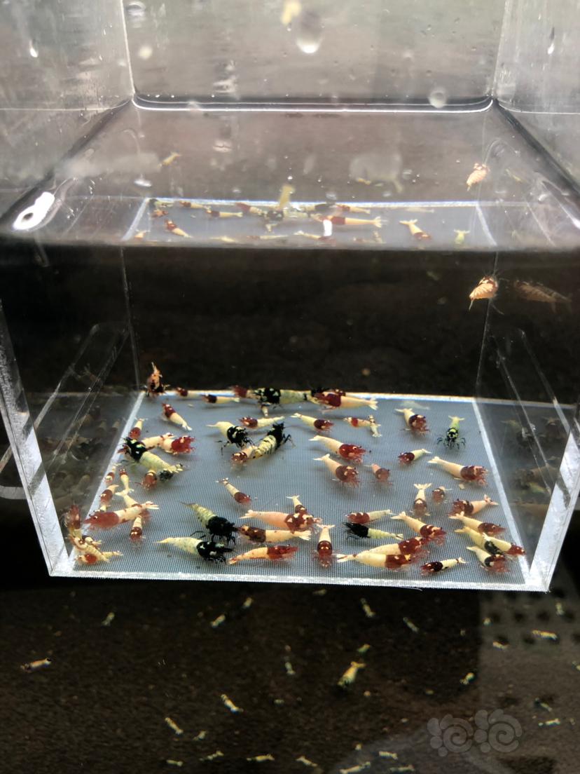 【虾】2019-09-04#RMB拍卖姘头洞头水晶虾一份60只-图3
