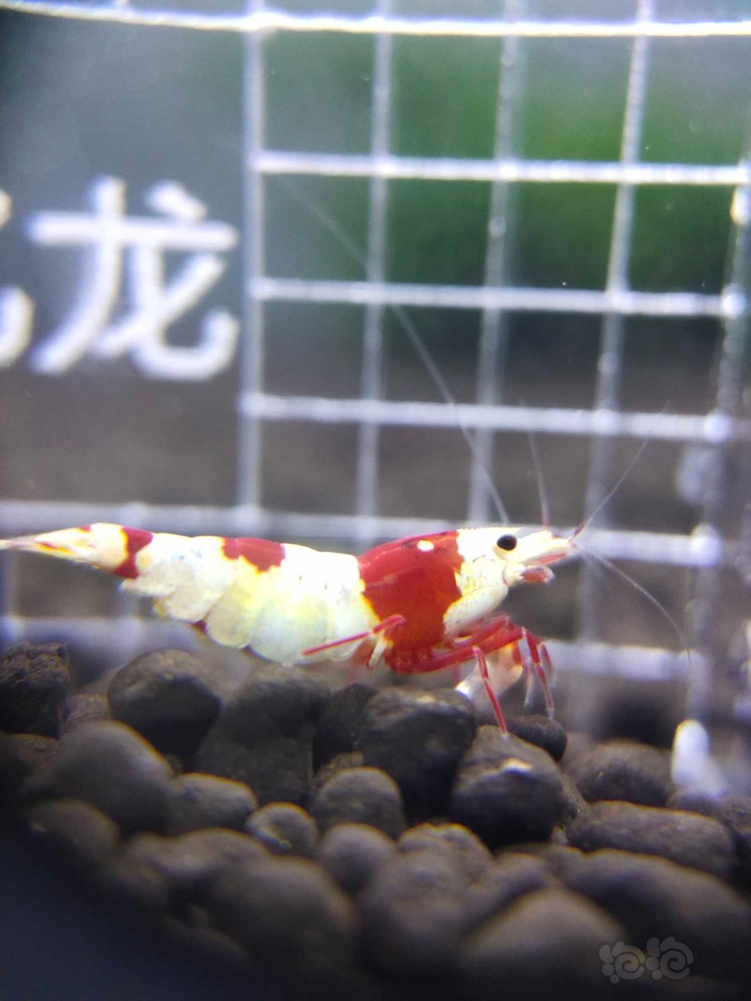 【虾】2019-9-25#RMB拍卖厚甲红白6只-图3