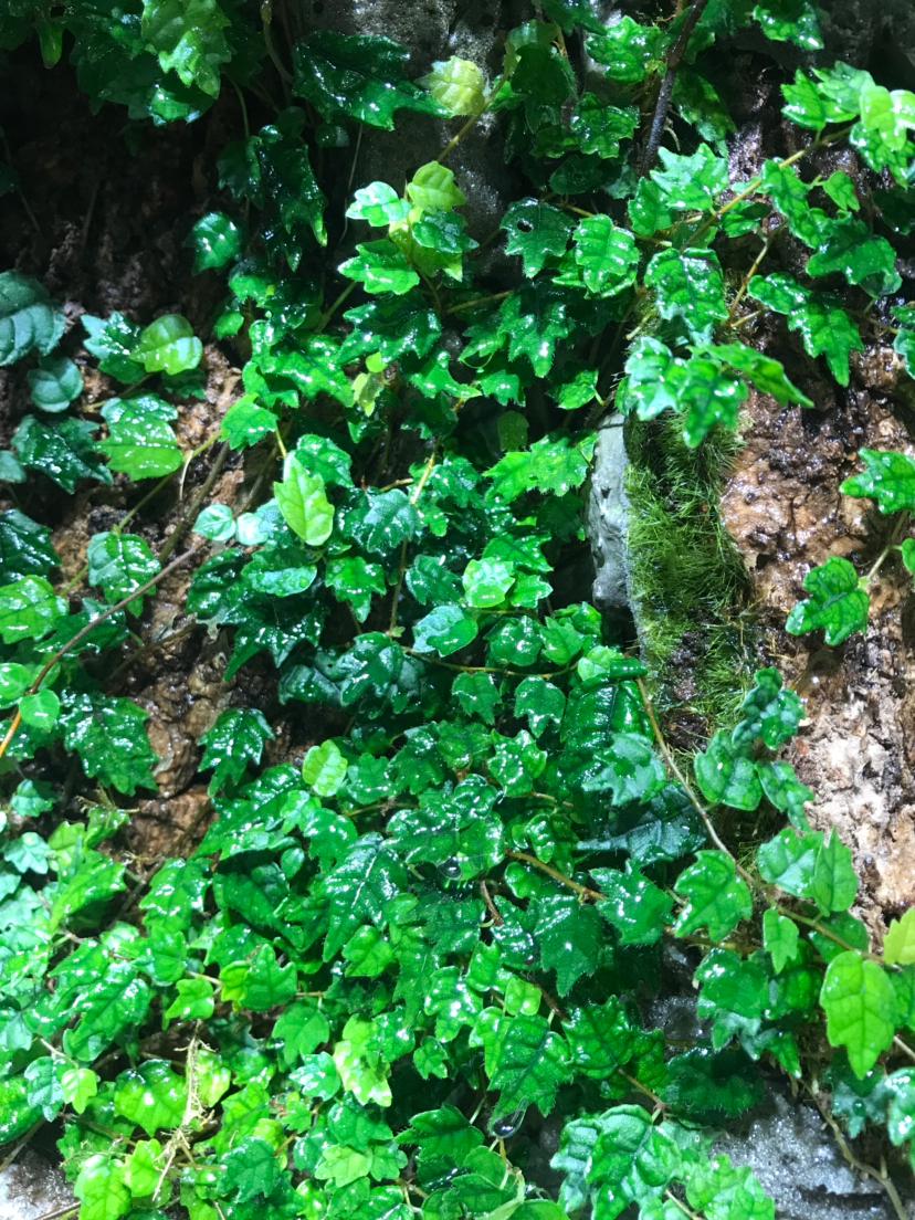 出点雨林迷你植物掌叶霹雳