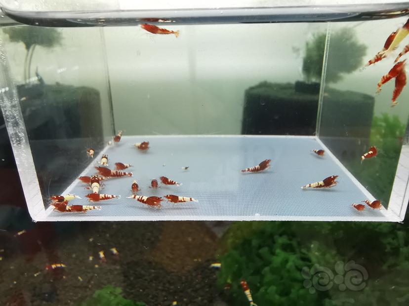 【虾】2019-09-15#RMB拍卖红姘头水晶虾一份35只-图4