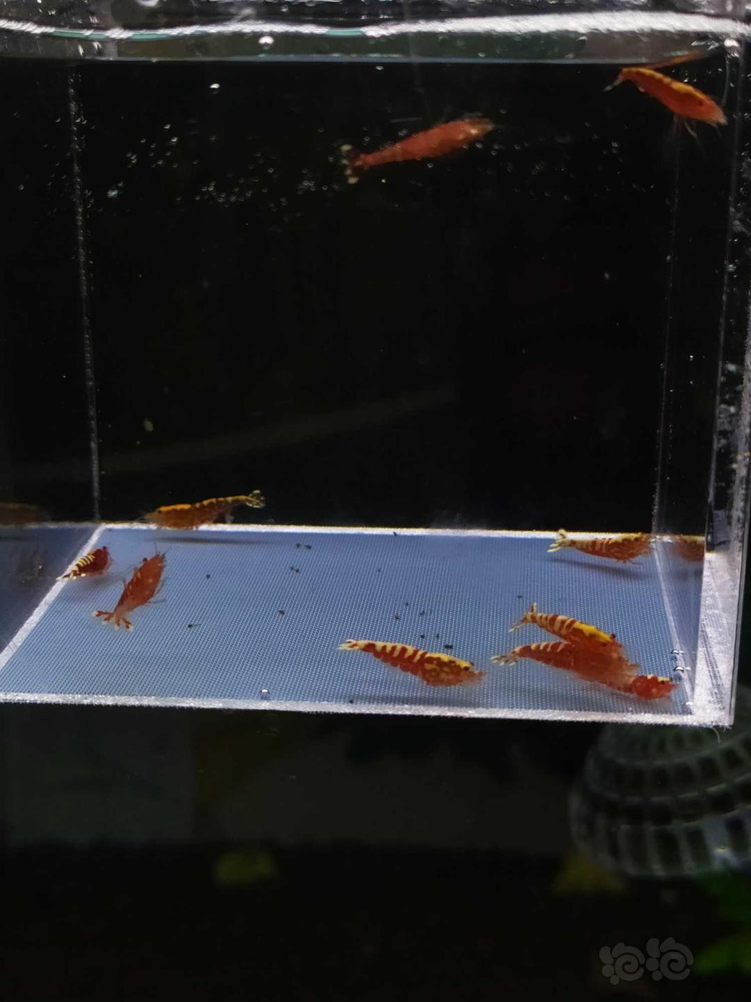 【虾】2019-9-1#RMB拍卖红银河小虾10只-图5
