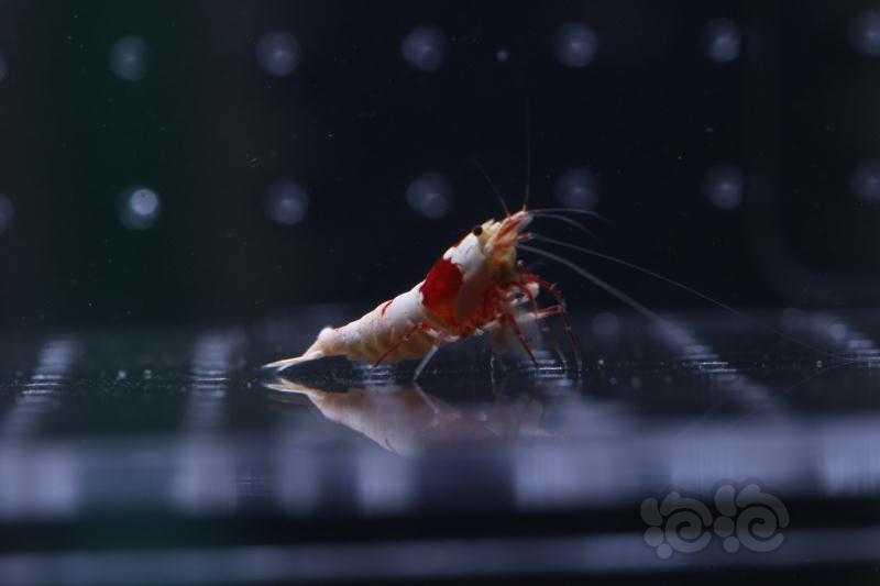 【虾】2019-9-26#RMB拍卖红白水晶虾5只-2-图2