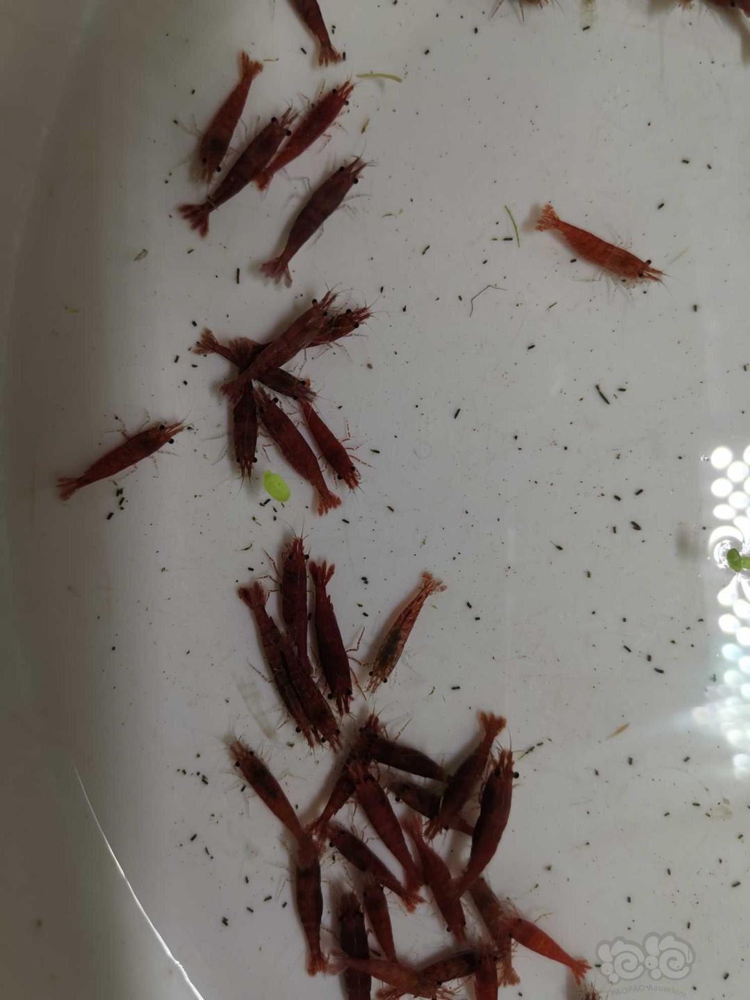 出极火虾5份50只66元非偏远地区包邮