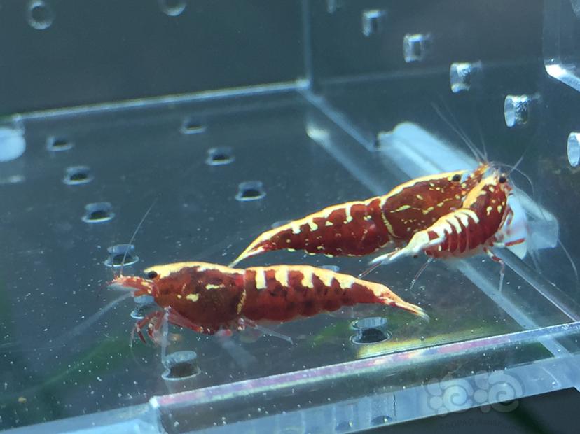 【虾】2019-09-12#RMB拍卖红银河鱼骨4只-图5