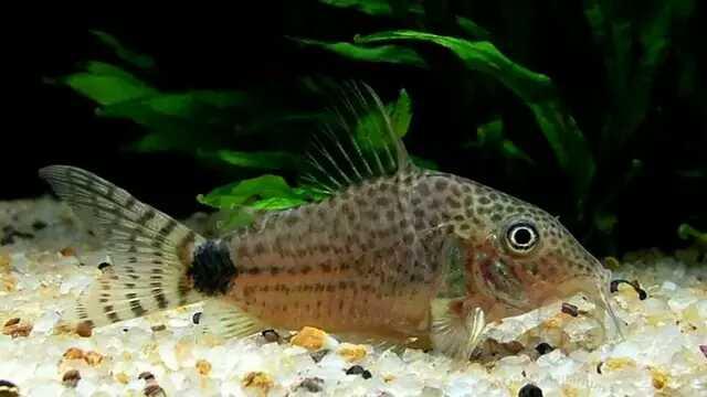 鼠魚黑腰豹鼠魚