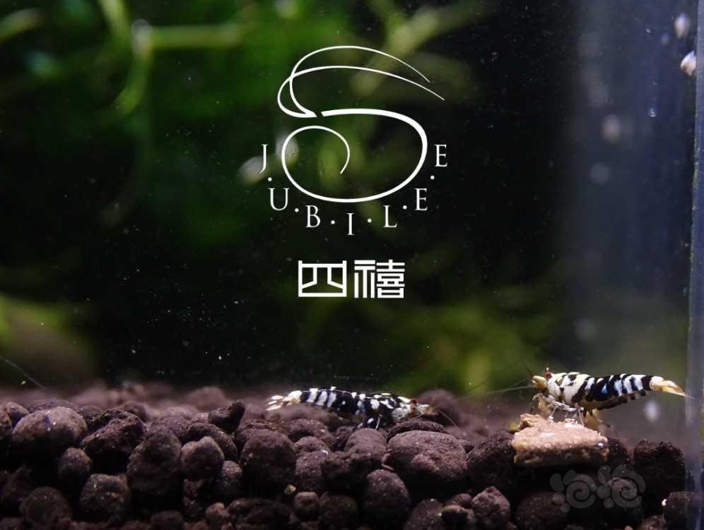 【虾】2019-9-21#RMB拍卖黑花虎水晶虾幼虾两只-图1