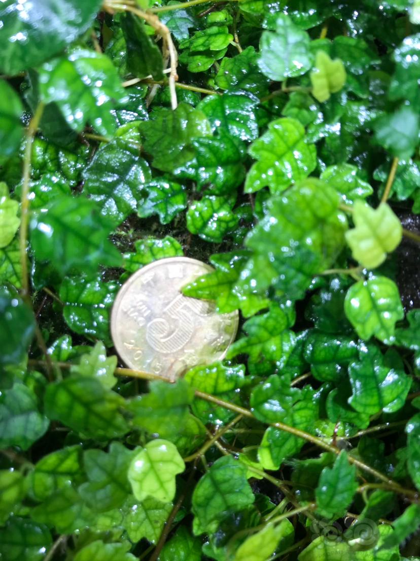 出点雨林迷你植物掌叶霹雳
