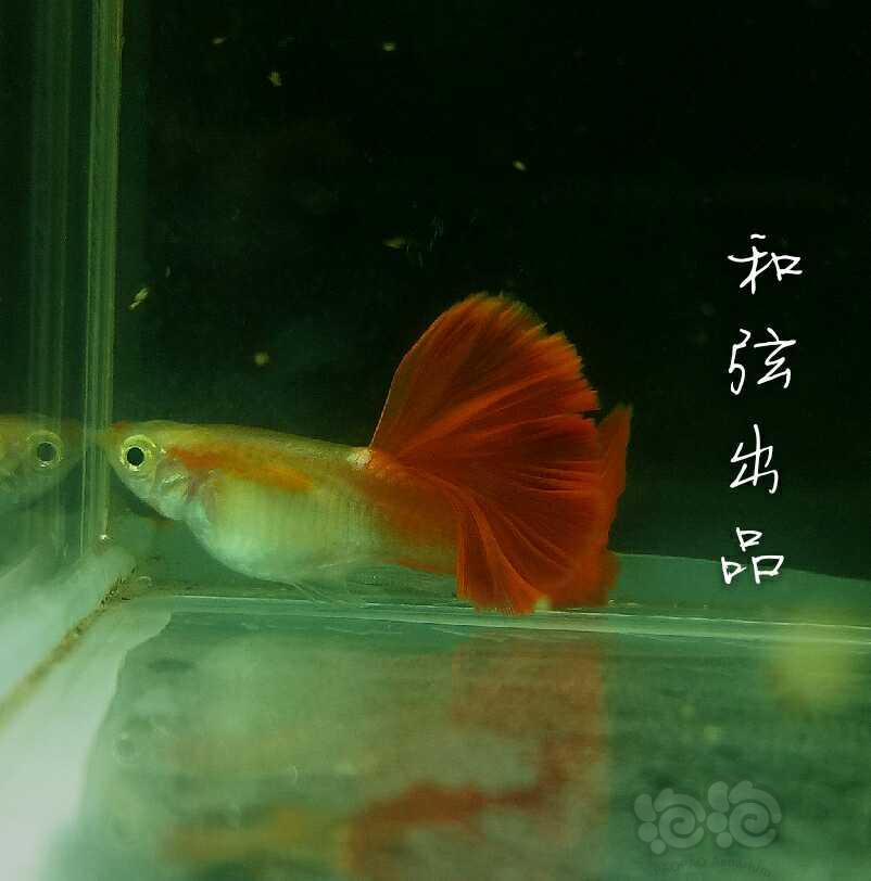 孔雀鱼 看图说话:高帆火炬 书归正传:高帆火炬,从品种形态特点,血统源