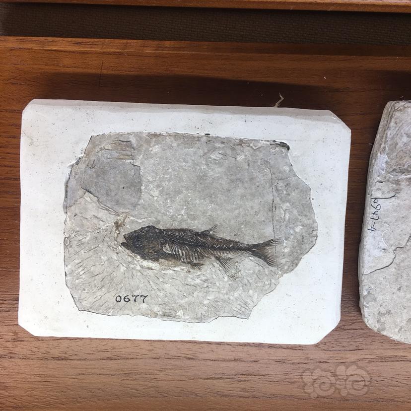 自然博物馆里的鱼蟹贝壳化石-图2