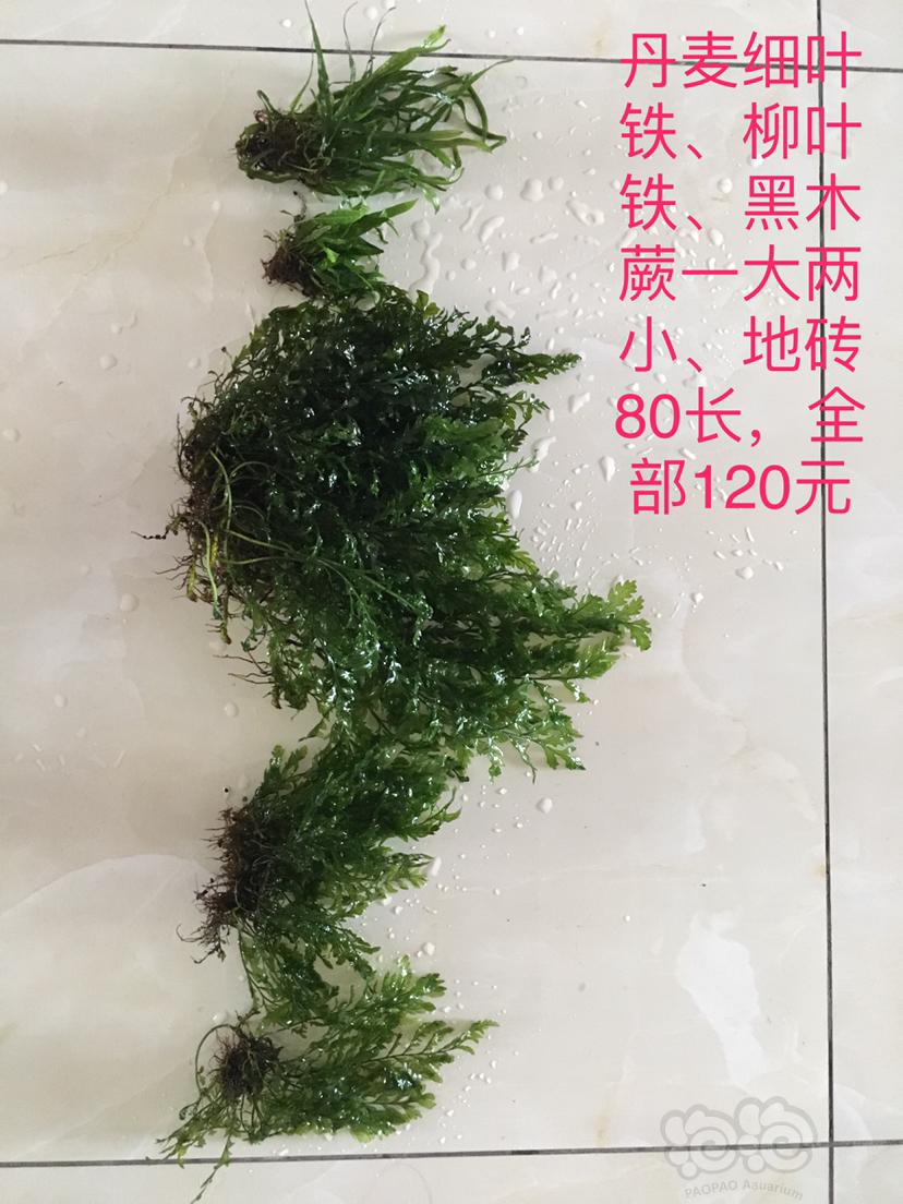 【辣椒榕】黑木蕨、细叶铁、辣椒榕-图1