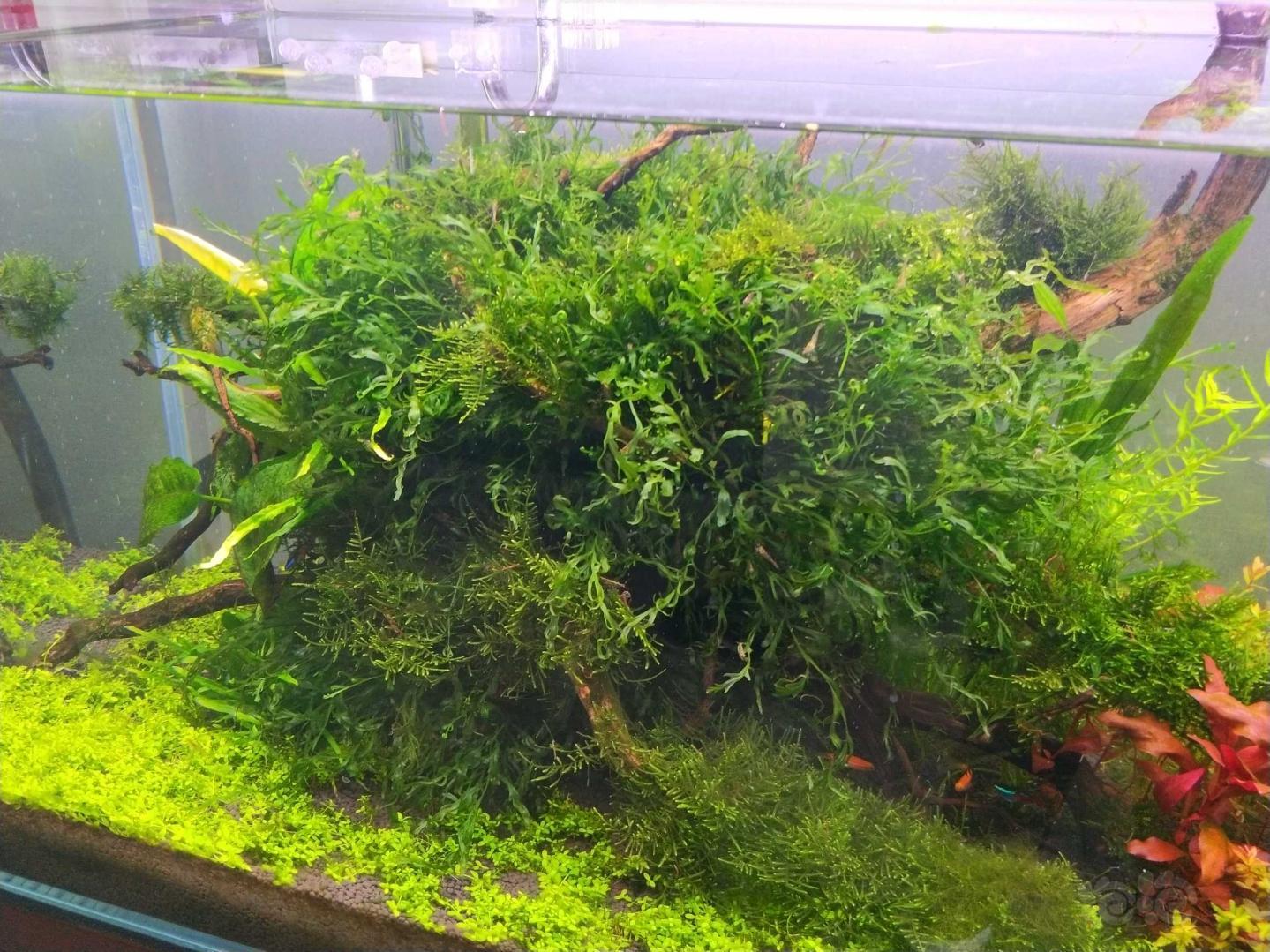黑木蕨细叶铁水榕送160左右绿宫廷