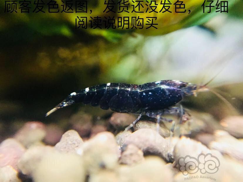 国庆活动～购除藻斑点虾送红白水晶虾-图2