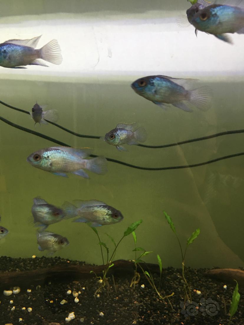 【热带鱼】上海出点电光凤凰小鱼