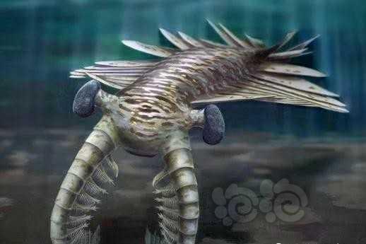 奇虾史前第一巨虾，称霸整个海域千万年-图3