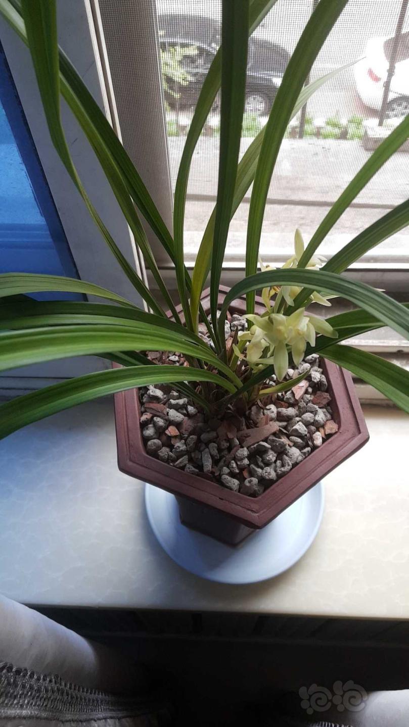 花中四君子之兰花