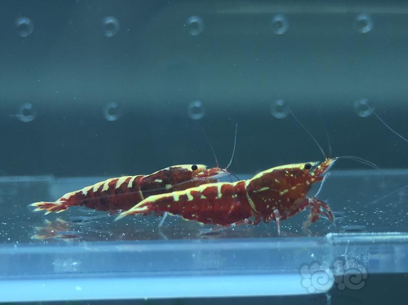 【虾】2019-09-12#RMB拍卖红银河鱼骨4只-图2