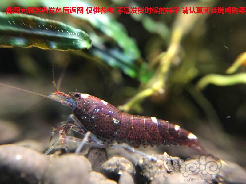 国庆活动～购除藻斑点虾送红白水晶虾-图6