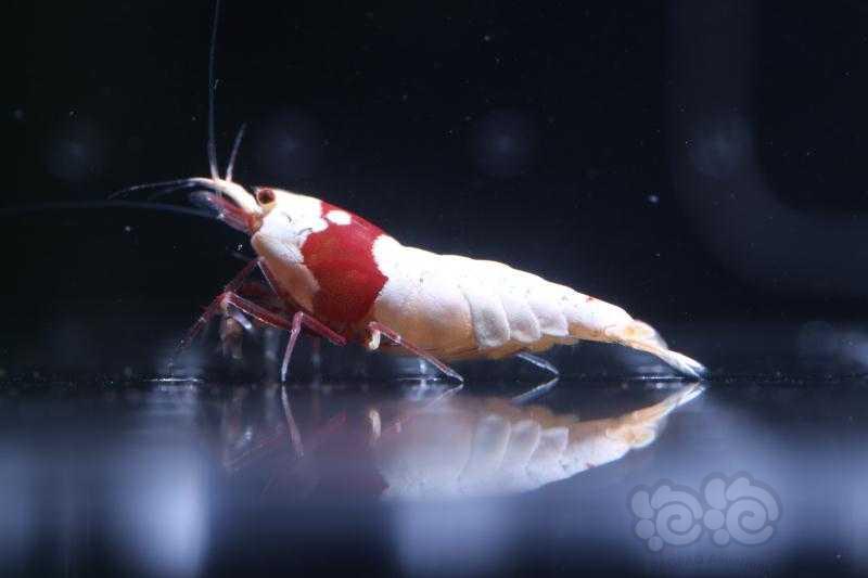 【虾】2019-9-26#RMB拍卖红白水晶虾5只-2-图6