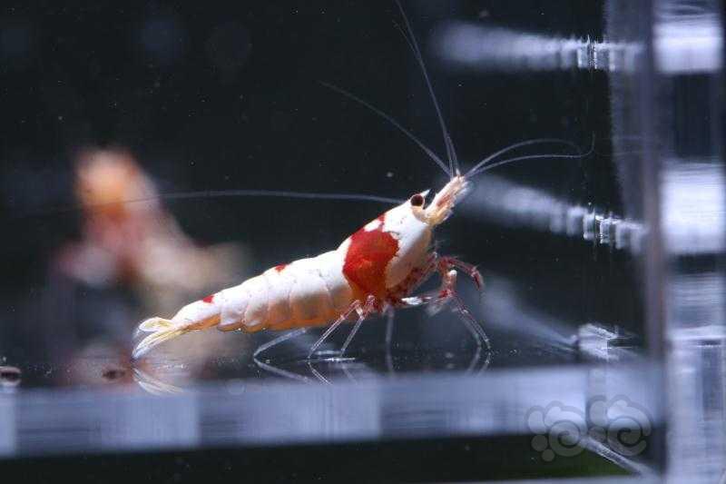 【虾】2019-9-26#RMB拍卖红白水晶虾5只-2-图4