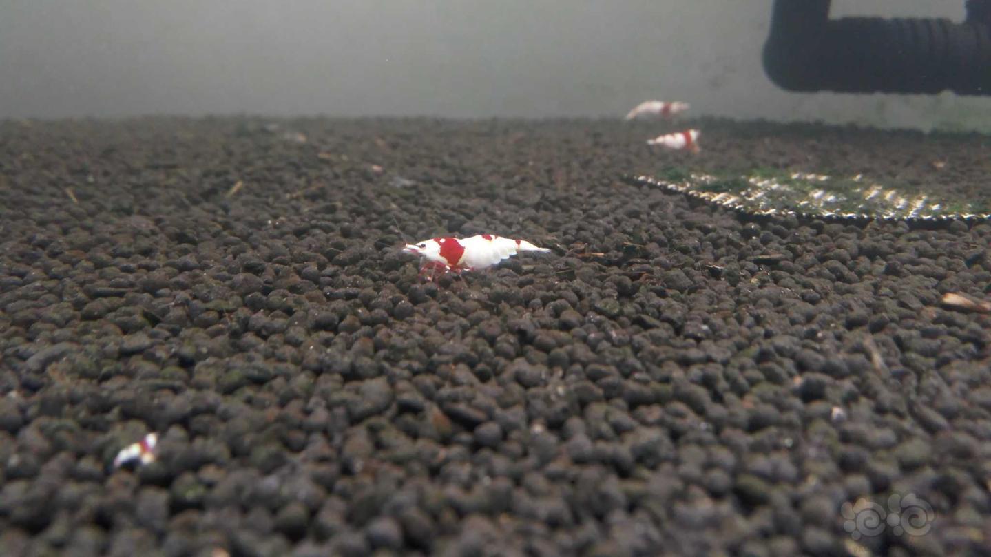 新培育的红白水晶虾-图2