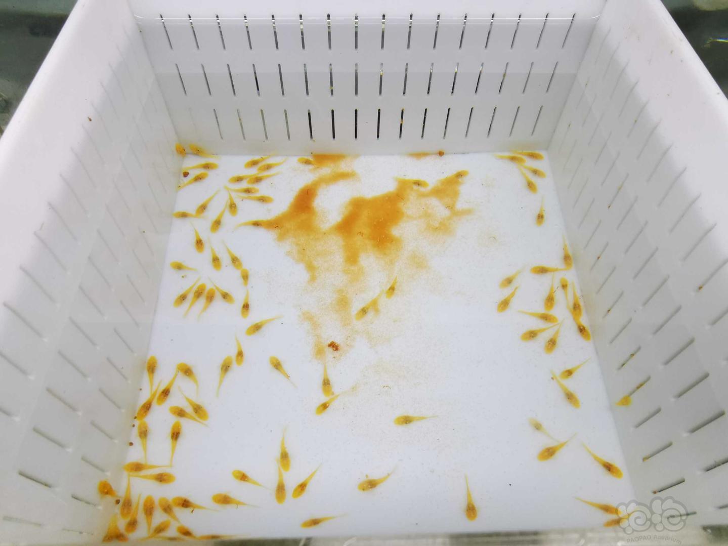 繁殖旺季到带苗神器丰年虾来了