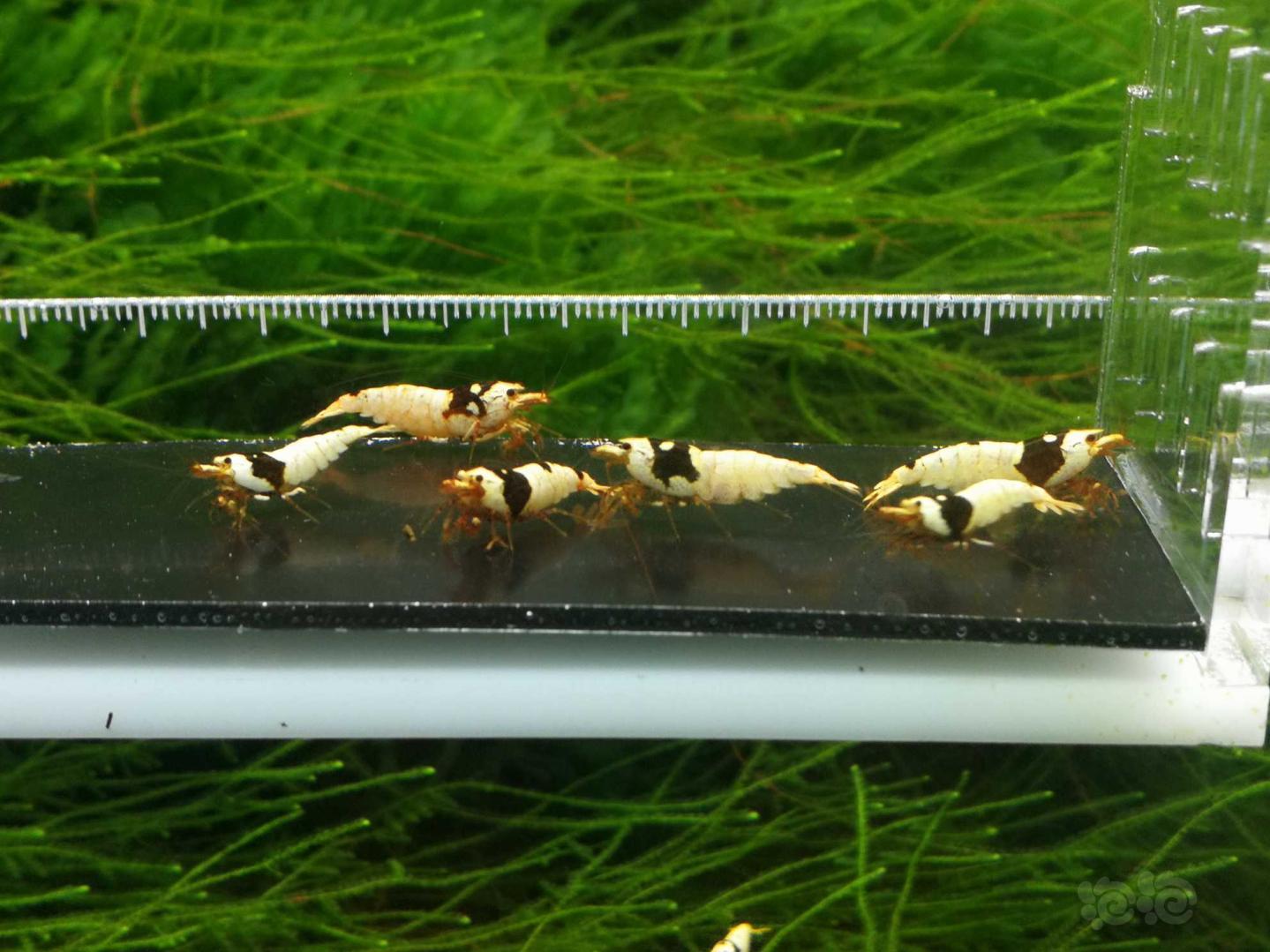 小虾繁殖过程图图片