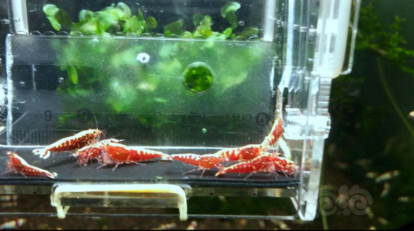 【虾】2019-9-07#RMB拍卖水晶虾一份-图6