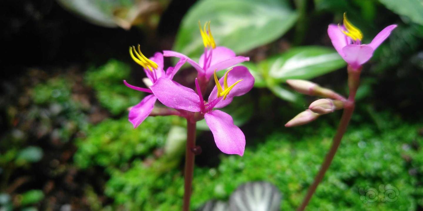 雨林开花的蜂斗草