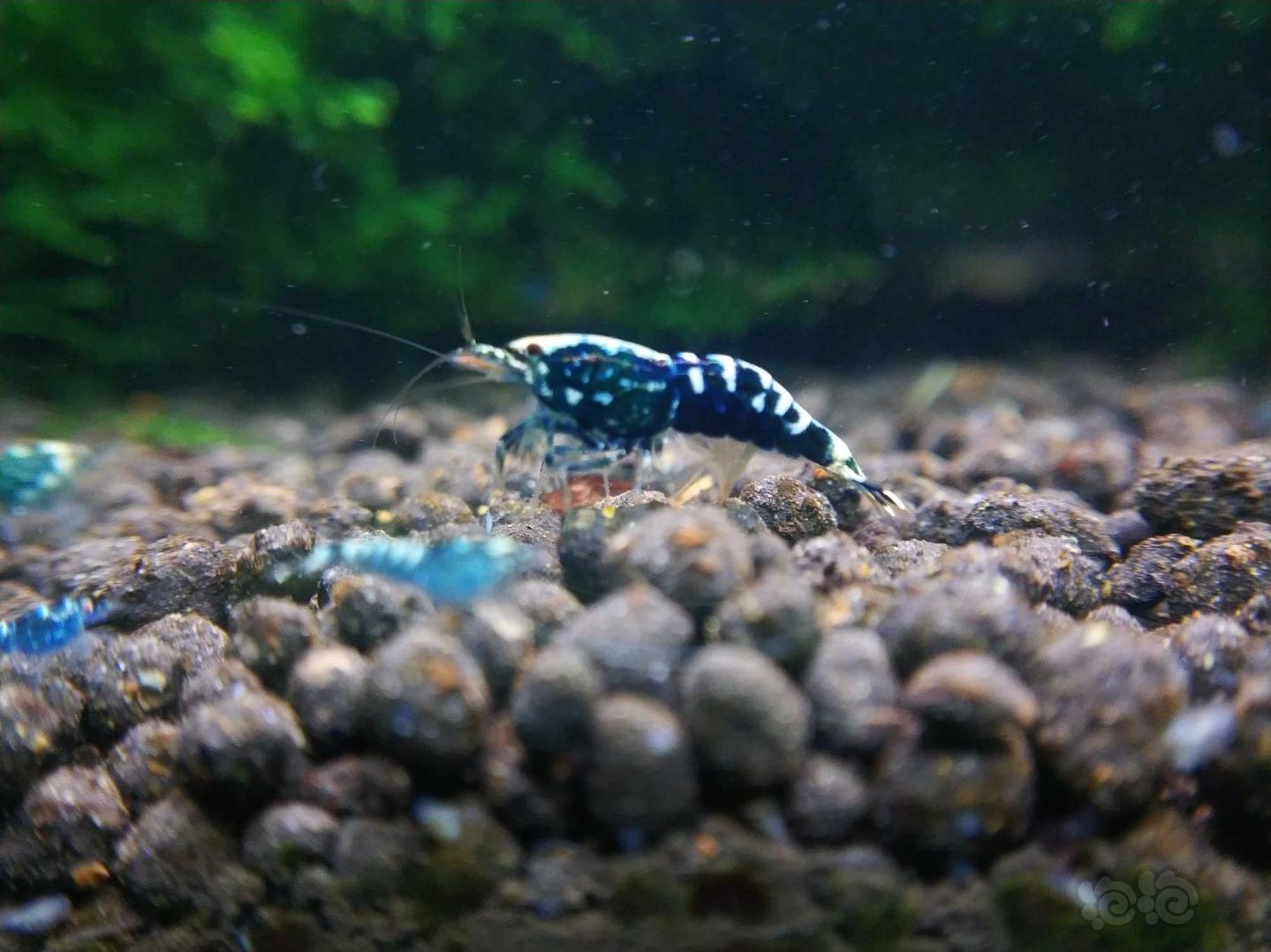 20190913rmb拍卖银河鱼骨水晶虾6只