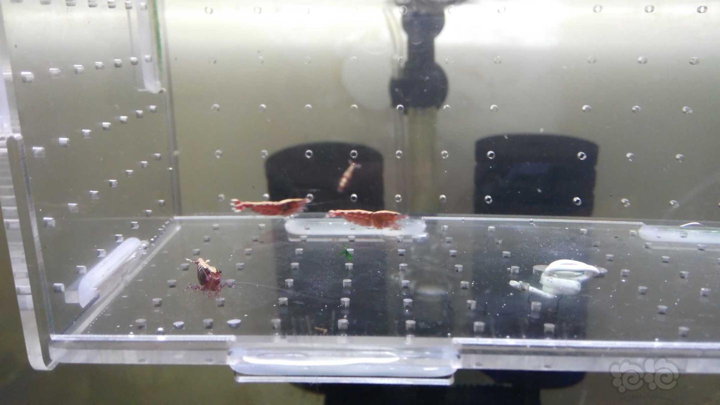 【虾】2019-09-13拍卖红银河鱼骨成母1份5只-图8