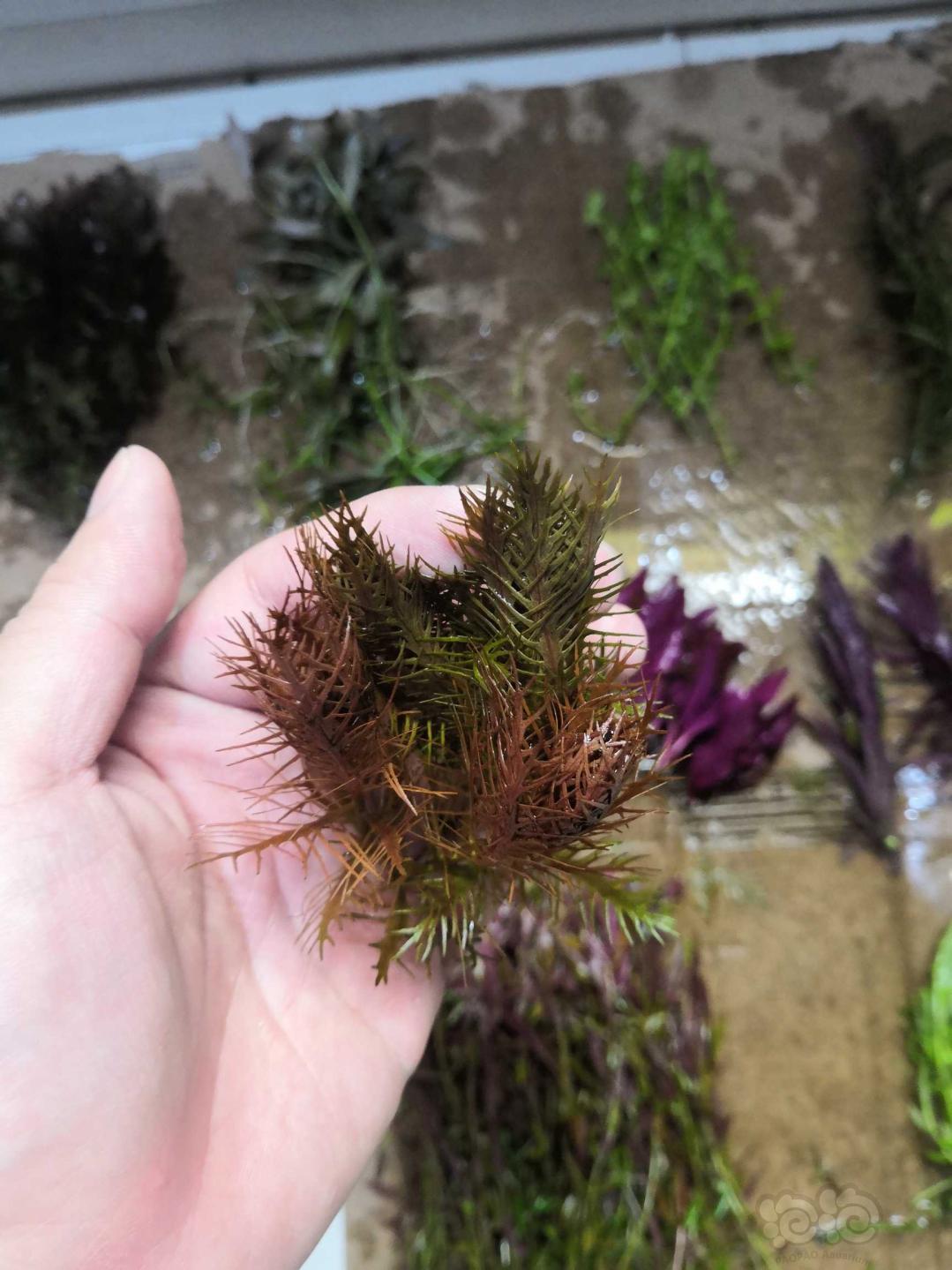 对叶12头  红雨伞4头  乌苏里4头  绿蝴蝶2头  紫百叶1头  紫三角2头