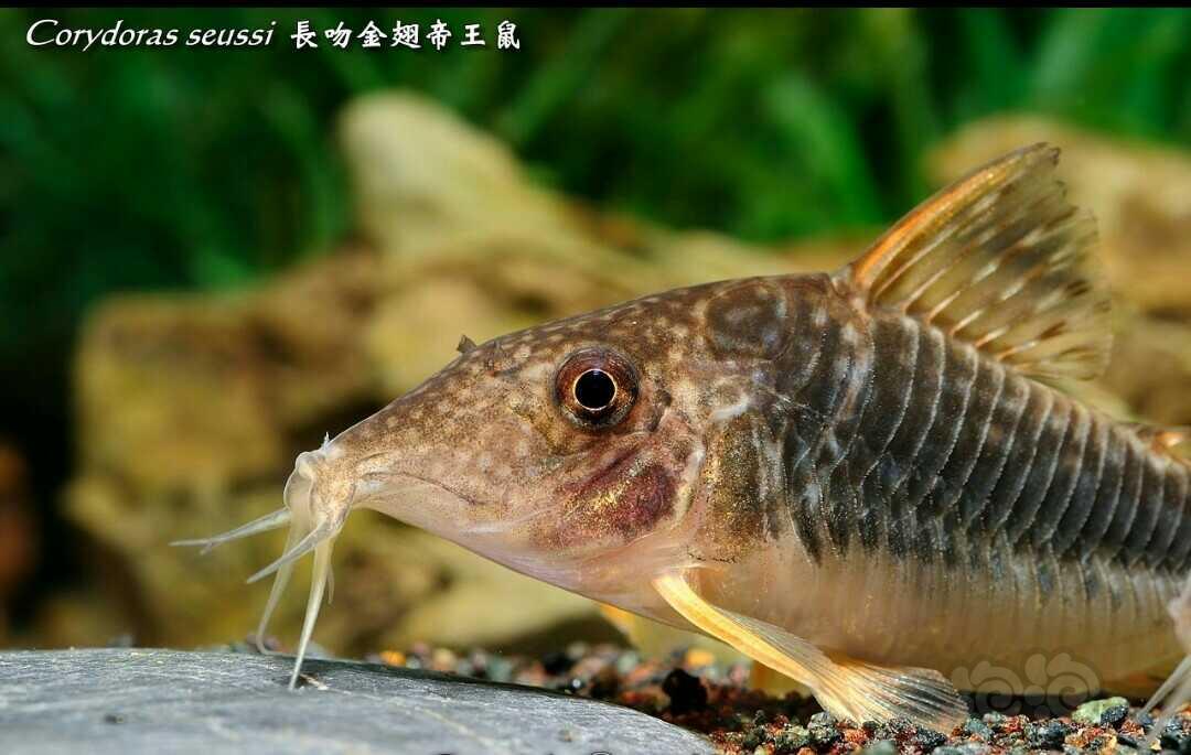 金翅帝王鼠鱼图片